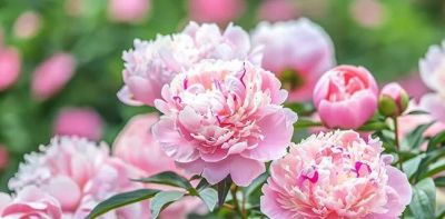 不懂花语何谈赏花？15种山西常见花花语奉上！ - 图画吧TUHUABA