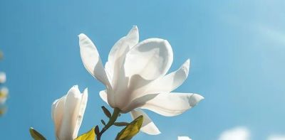 不懂花语何谈赏花？15种山西常见花花语奉上！ - 图画吧TUHUABA