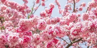 不懂花语何谈赏花？15种山西常见花花语奉上！ - 图画吧TUHUABA