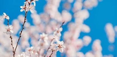 不懂花语何谈赏花？15种山西常见花花语奉上！ - 图画吧TUHUABA