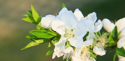 不懂花语何谈赏花？15种山西常见花花语奉上！ - 图画吧TUHUABA