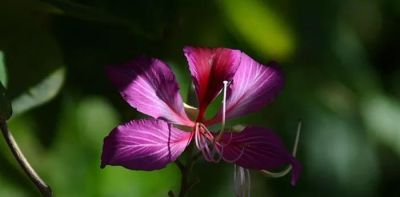 不懂花语何谈赏花？15种山西常见花花语奉上！ - 图画吧TUHUABA