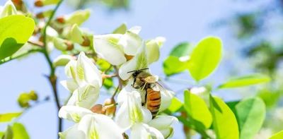 不懂花语何谈赏花？15种山西常见花花语奉上！ - 图画吧TUHUABA