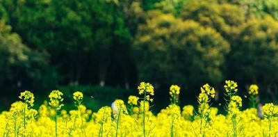 不懂花语何谈赏花？15种山西常见花花语奉上！ - 图画吧TUHUABA