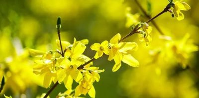 不懂花语何谈赏花？15种山西常见花花语奉上！ - 图画吧TUHUABA