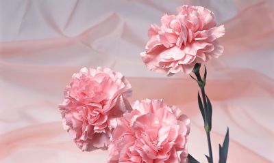 常见花卉名称大全及代表花语 - 今日头条 常见花卉名称大全及代表花语 - 图画吧TUHUABA