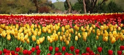 常见花卉名称大全及代表花语 - 今日头条 常见花卉名称大全及代表花语 - 图画吧TUHUABA