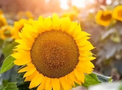 常见花卉名称大全及代表花语 - 今日头条 常见花卉名称大全及代表花语 - 图画吧TUHUABA