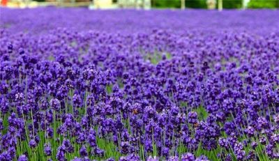 常见花卉名称大全及代表花语 - 今日头条 常见花卉名称大全及代表花语 - 图画吧TUHUABA