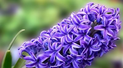 常见花卉名称大全及代表花语 - 今日头条 常见花卉名称大全及代表花语 - 图画吧TUHUABA