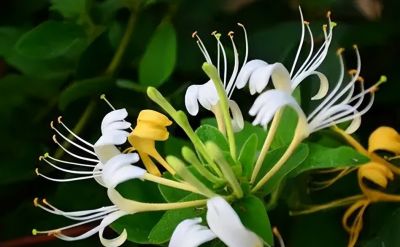 常见花卉名称大全及代表花语 - 今日头条 常见花卉名称大全及代表花语 - 图画吧TUHUABA