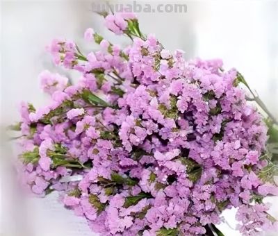 常见花卉名称大全及代表花语 - 今日头条 常见花卉名称大全及代表花语 - 图画吧TUHUABA