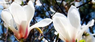 常见花卉名称大全及代表花语 - 今日头条 常见花卉名称大全及代表花语 - 图画吧TUHUABA