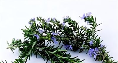 常见花卉名称大全及代表花语 - 今日头条 常见花卉名称大全及代表花语 - 图画吧TUHUABA