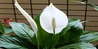 常见花卉名称大全及代表花语 - 今日头条 常见花卉名称大全及代表花语 - 图画吧TUHUABA