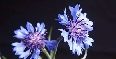 常见花卉名称大全及代表花语 - 今日头条 常见花卉名称大全及代表花语 - 图画吧TUHUABA