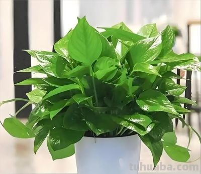 养绿萝别瞎忙活！“3个”狠招，新手也能养出满盆绿瀑布 - 图画吧TUHUABA
