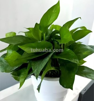 养绿萝别瞎忙活！“3个”狠招，新手也能养出满盆绿瀑布 - 图画吧TUHUABA