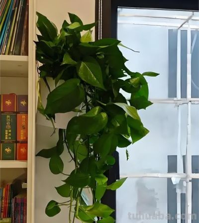 养绿萝别瞎忙活！“3个”狠招，新手也能养出满盆绿瀑布 - 图画吧TUHUABA