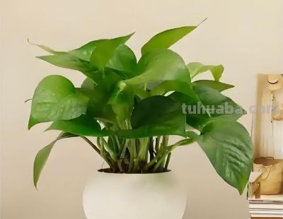 养绿萝别瞎忙活！“3个”狠招，新手也能养出满盆绿瀑布 - 图画吧TUHUABA