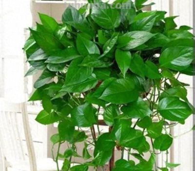 家中养绿萝,多浇3种“大肥水”,枝条疯长,叶子巴掌大 - 今日头条 家中养绿萝,多浇3种“大肥水”,枝条疯长,叶子巴掌大 - 图画吧TUHUABA