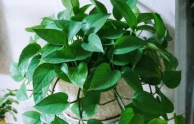 家中养绿萝,多浇3种“大肥水”,枝条疯长,叶子巴掌大 - 今日头条 家中养绿萝,多浇3种“大肥水”,枝条疯长,叶子巴掌大 - 图画吧TUHUABA