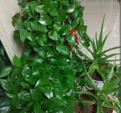 家中养绿萝,多浇3种“大肥水”,枝条疯长,叶子巴掌大 - 今日头条 家中养绿萝,多浇3种“大肥水”,枝条疯长,叶子巴掌大 - 图画吧TUHUABA