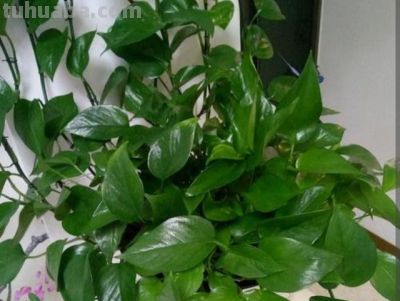家中养绿萝,多浇3种“大肥水”,枝条疯长,叶子巴掌大 - 今日头条 家中养绿萝,多浇3种“大肥水”,枝条疯长,叶子巴掌大 - 图画吧TUHUABA