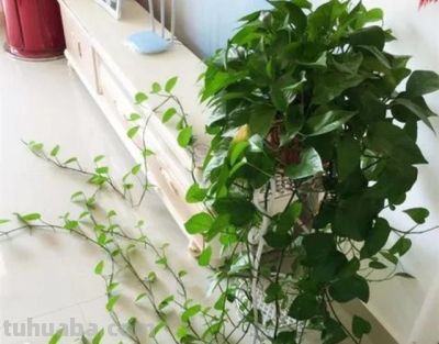 家中养绿萝,多浇3种“大肥水”,枝条疯长,叶子巴掌大 - 今日头条 家中养绿萝,多浇3种“大肥水”,枝条疯长,叶子巴掌大 - 图画吧TUHUABA