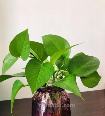 给绿萝“加点料”，打鸡血似的疯长，叶子肥大大，猛窜3米长！ - 图画吧TUHUABA