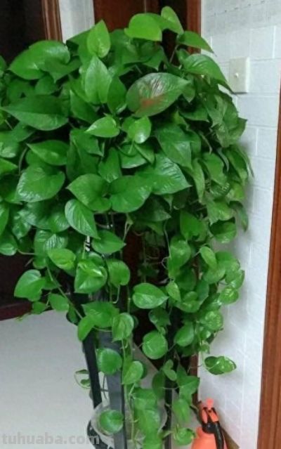给绿萝“加点料”，打鸡血似的疯长，叶子肥大大，猛窜3米长！ - 图画吧TUHUABA