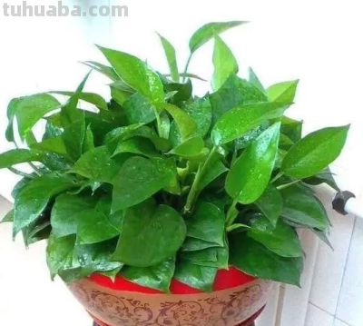 给绿萝“加点料”，打鸡血似的疯长，叶子肥大大，猛窜3米长！ - 图画吧TUHUABA