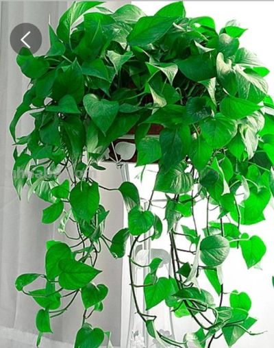 给绿萝“加点料”，打鸡血似的疯长，叶子肥大大，猛窜3米长！ - 图画吧TUHUABA