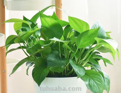 给绿萝“加点料”，打鸡血似的疯长，叶子肥大大，猛窜3米长！ - 图画吧TUHUABA