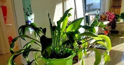 三周让绿萝爆盆?他靠酵母、橘子皮和空调水逆袭养花小白 - 今日头条 三周让绿萝爆盆?他靠酵母、橘子皮和空调水逆袭养花小白 - 图画吧TUHUABA