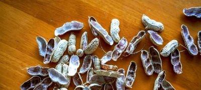 三周让绿萝爆盆?他靠酵母、橘子皮和空调水逆袭养花小白 - 今日头条 三周让绿萝爆盆?他靠酵母、橘子皮和空调水逆袭养花小白 - 图画吧TUHUABA