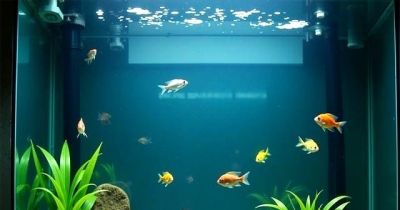 三周让绿萝爆盆?他靠酵母、橘子皮和空调水逆袭养花小白 - 今日头条 三周让绿萝爆盆?他靠酵母、橘子皮和空调水逆袭养花小白 - 图画吧TUHUABA