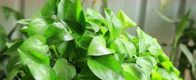 绿萝的养殖 - 今日头条