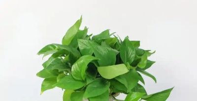 绿萝的养殖 - 图画吧TUHUABA