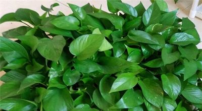 绿萝的养殖 - 图画吧TUHUABA