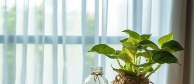 绿萝“拖秧”对身体不好，是迷信，还是科学？ - 图画吧TUHUABA