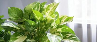 绿萝“拖秧”对身体不好，是迷信，还是科学？ - 图画吧TUHUABA