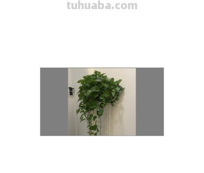 养绿萝，就用3种水，轮着浇一遍，叶片油亮，迅速爆盆 - 图画吧TUHUABA