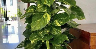 养绿萝，就用3种水，轮着浇一遍，叶片油亮，迅速爆盆 - 图画吧TUHUABA