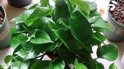 绿萝能晒太阳吗？做好一点，叶片翠绿生长更快，长成茂盛的小森林 - 图画吧TUHUABA