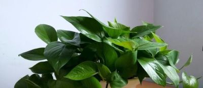 绿萝能晒太阳吗？做好一点，叶片翠绿生长更快，长成茂盛的小森林 - 图画吧TUHUABA