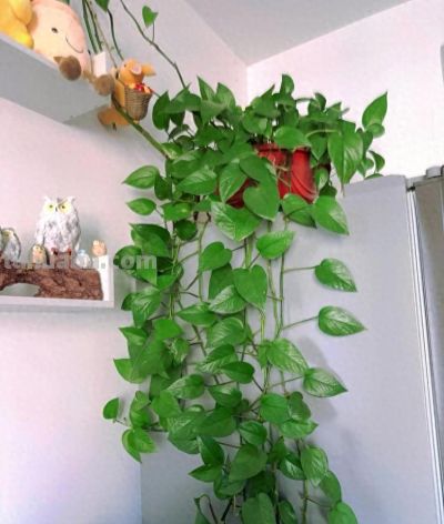 绿萝最喜欢“3种水”,不是淘米水,只需一点点,叶子绿的反光 - 今日头条 绿萝最喜欢“3种水”,不是淘米水,只需一点点,叶子绿的反光 - 图画吧TUHUABA