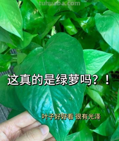 绿萝最喜欢“3种水”,不是淘米水,只需一点点,叶子绿的反光 - 今日头条 绿萝最喜欢“3种水”,不是淘米水,只需一点点,叶子绿的反光 - 图画吧TUHUABA