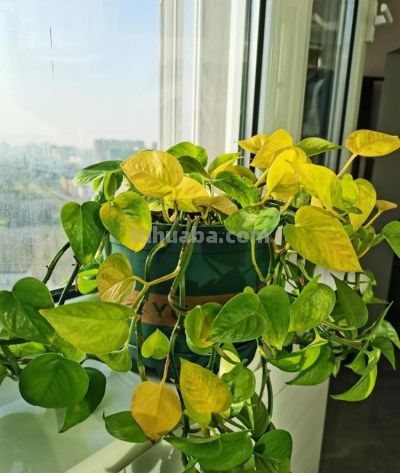 绿萝最喜欢“3种水”,不是淘米水,只需一点点,叶子绿的反光 - 今日头条 绿萝最喜欢“3种水”,不是淘米水,只需一点点,叶子绿的反光 - 图画吧TUHUABA