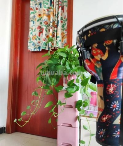 绿萝最喜欢“3种水”,不是淘米水,只需一点点,叶子绿的反光 - 今日头条 绿萝最喜欢“3种水”,不是淘米水,只需一点点,叶子绿的反光 - 图画吧TUHUABA